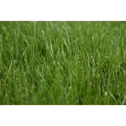 Kiepenkerl Saatgut RSM 3.2 Sportrasen - Regeneration 10 Kg Für 350 M² – Bild 3