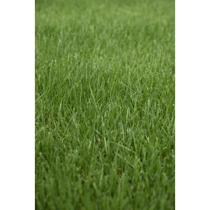 Kiepenkerl Saatgut RSM 3.2 Sportrasen - Regeneration 10 Kg Für 350 M² – Bild 4