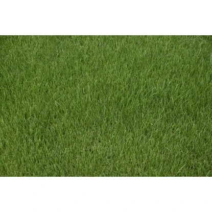 Kiepenkerl Saatgut RSM 3.2 Sportrasen - Regeneration 10 Kg Für 350 M² – Bild 5