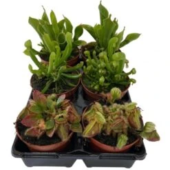 Fleischfresser Raritäten Mix Topf- Ø Ca. 9 Cm