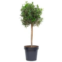 GROW By OBI Olivenbaum Halbstamm Ca. 90 Cm Topf Ca. 18 L Olea Europaea