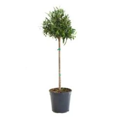 GROW By OBI Olivenbaum Ministamm Ca. 35 Cm Topf Ca. 5 L Olea Europaea