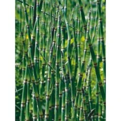 Teichschachtelhalm Topf-Ø Ca. 18 Cm Equisetum Japonicum