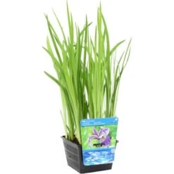 Sumpfschwertlilie Blau-violett Topf-Ø Ca. 18 Cm Iris Versicolor