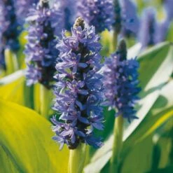 Herzblättriges Hechtkraut Blauviolett Topf-Ø Ca. 18 Cm Pontederia Cordata