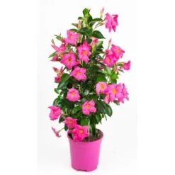 GROW By OBI Dipladenie "Sundevillea" Rosa Pyramide Ca. 60 Cm - 80 Cm Mandevilla
