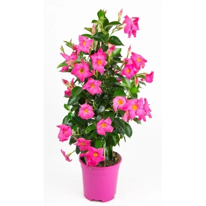 GROW By OBI Dipladenie "Sundevillea" Rosa Pyramide Ca. 60 Cm - 80 Cm Mandevilla