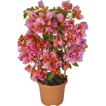OBI Drillingsblume Orange Am Spalier Topf-Ø Ca. 17 Cm Bougainvillea Sandrina