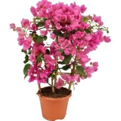 OBI Drillingsblume Rosa Am Spalier Topf-Ø Ca. 17 Cm Bougainvillea Sandrina