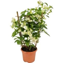 OBI Drillingsblume Weiß Am Spalier Topf-Ø Ca. 17 Cm Bougainvillea Sandrina