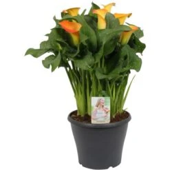 OBI Zantedeschie "Morning Sun" Orange Höhe Ca. 60 Cm Topf-Ø Ca. 23 Cm