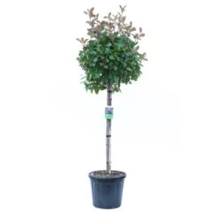GROW By OBI Glanzmispel "Red Robin" Halbstamm Topf Ca. 30 L Photinia Fraseri