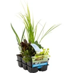 Wasserpflanzen Wasserreinigend 6er-Pack Topf-Ø Ca. 9 Cm