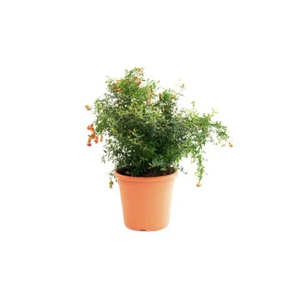 GROW By OBI Ziergranatapfel Topf Ca. 10 L Punica Granatum Nana Gracilisssima