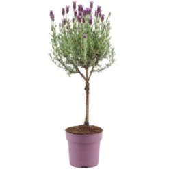 GROW By OBI Lavendel "Anouk" Auf Stamm Topf-Ø Ca. 15 Cm Lavandula Stoechas