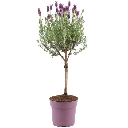 GROW By OBI Lavendel "Anouk" Auf Stamm Topf-Ø Ca. 15 Cm Lavandula Stoechas