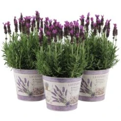 OBI Lavendel "Anouk" Im Bedruckten Zinkgefäß Topf-Ø Ca. 15 Cm Lavandula Stoechas