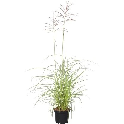 Chinaschilf Topf-Ø Ca. 28 Cm Miscanthus Sinensis Flamingo
