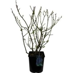 Heidelbeere "Chandler" Höhe 30 - 40 Cm Topf-Ø 3 L Vaccinium