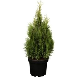 OBI Lebensbaum "Smaragd" Höhe Ca. 120 - 140 Cm Topf Ca. 30 L Thuja