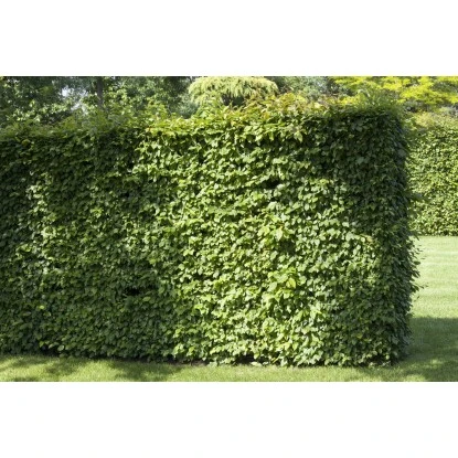 Rotbuche Grün Höhe Ca. 60 - 80 Cm Topf Ca. 3 L Fagus Sylvatica – Bild 2