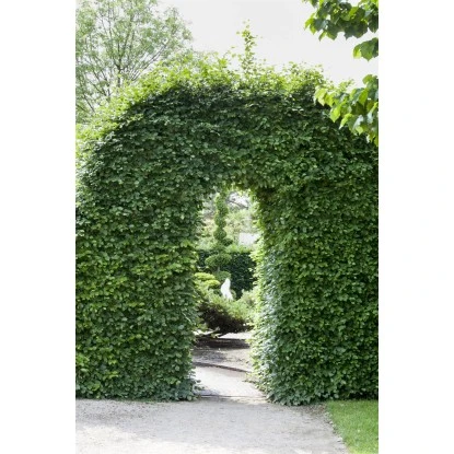 Rotbuche Grün Höhe Ca. 60 - 80 Cm Topf Ca. 3 L Fagus Sylvatica – Bild 3