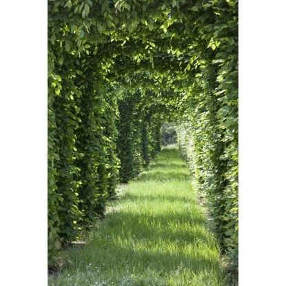 Rotbuche Grün Höhe Ca. 60 - 80 Cm Topf Ca. 3 L Fagus Sylvatica – Bild 4