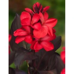 Indisches Blumenrohr Rot Topf-Ø Ca. 18 Cm Höhe 30 Cm Canna