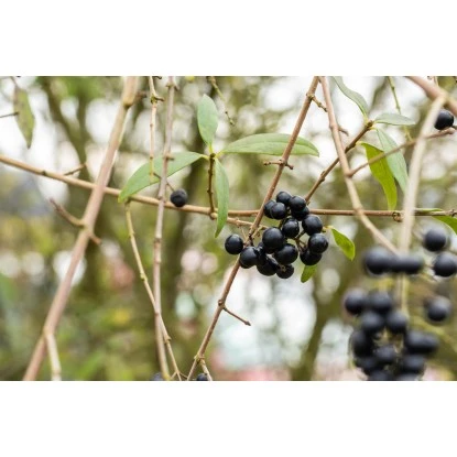 Liguster "Atrovirens" Höhe Ca. 80 - 100 Cm Topf Ca. 7,5 L Ligustrum Vulgare – Bild 3