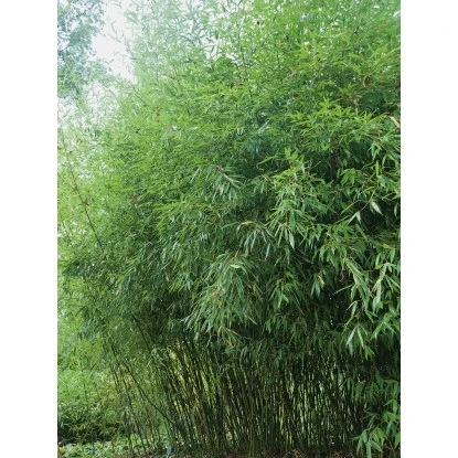 GROW By OBI Bisset-Bambus Topf-Ø Ca. 26 Cm Phyllostachys Bissetii – Bild 4