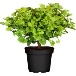 Ginkgo "Troll" Höhe Ca. 60 - 80 Cm Topf Ca. 4,6 L Ginkgo Biloba