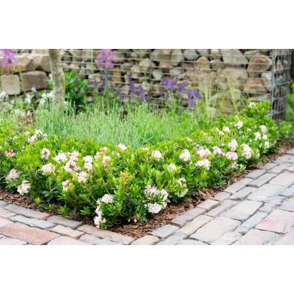 Rhododendron "Bloombux®" Rosa Höhe Ca. 5 - 10 Cm Topf Ca. 2 L Rhododendron – Bild 3