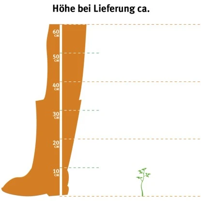 Rhododendron "Bloombux®" Rosa Höhe Ca. 5 - 10 Cm Topf Ca. 2 L Rhododendron – Bild 2
