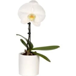 Schmetterlings-Orchidee "Singolo" 1-Trieber Weiß Topf-Ø Ca. 9 Cm