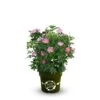 OBI Strauchrose "Rosy Boom ®" Wildlife Rosa Höhe Ca. 20 - 30 Cm Topf Ca. 6 L