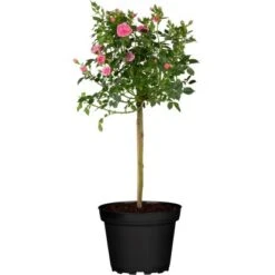 Rose Classic Stämmchen Höhe Ca. 60 - 80 Cm Topf Ca. 6 L Rosa Hybride