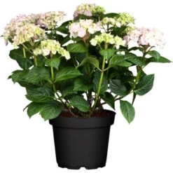 GROW By OBI Bauernhortensie "Chamaeleon" Höhe Ca. 20-30cm Topf Ca. 5 L Hydrangea
