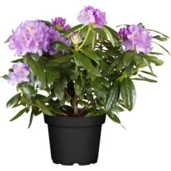 OBI Rhododendron Lila Höhe Ca. 70 - 80 Cm Topf Ca. 30 L Rhododendron Hybride