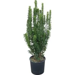 GROW By OBI Glanzmispel "Carré Rouge" Busch Topf Ca. 5 L Photinia Fraseri