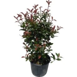 GROW By OBI Glanzmispel "Carré Rouge" Höhe Ca. 60 - 80 Cm Topf Ca. 15 L Photinia