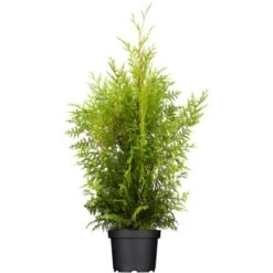 OBI Lebensbaum "Brabant" Höhe Ca. 140 - 160 Cm Topf Ca. 30 L Thuja