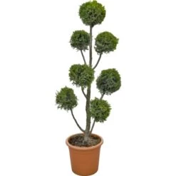 GROW By OBI Riesenzypresse "Castlewelland Gold" Höhe Ca. 100 Cm Topf Ca. 14 L