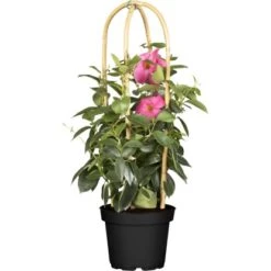 Dipladenie Pyramide Topf-Ø Ca. 17 Cm Dipladenia