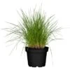 GROW By OBI Rasen-Schmiele Topf-Ø Ca. 19 Cm Deschampsia Cespitos