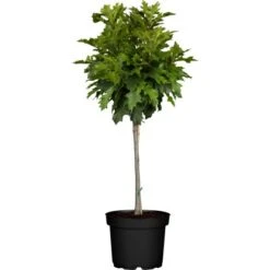 GROW By OBI Kugel-Sumpfeiche "Green Dwarf" Stamm Ca. 100 - 120 Cm Topf Ca. 12 L