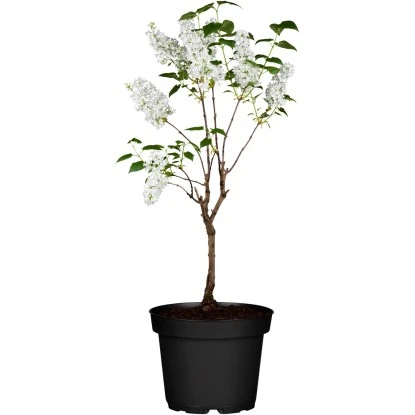 Edelflieder Höhe Ca. 50 - 60 Cm Topf Ca. 4,6 L Syringa Vulgaris