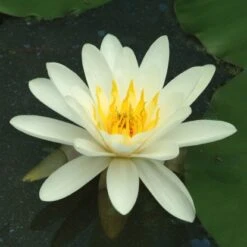 Seerose "Alba" Weiß Topf-Ø Ca. 11 Cm Nymphea