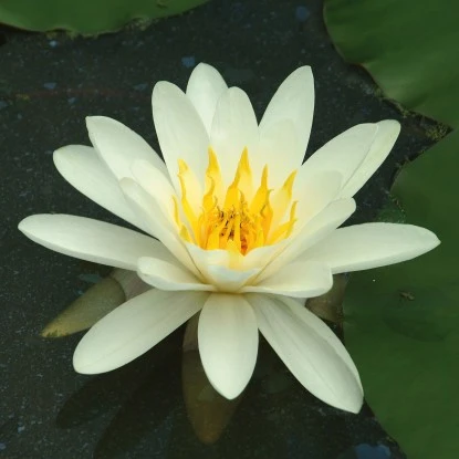 Seerose "Alba" Weiß Topf-Ø Ca. 11 Cm Nymphea