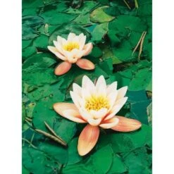 OBI Seerose "Aurora" Kupfer Topf-Ø Ca. 11 Cm Nymphea