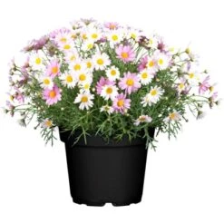 GROW By OBI Strauchmargerite Farbmix Topf-Ø Ca. 18 Cm Argyranthemum Frutescens